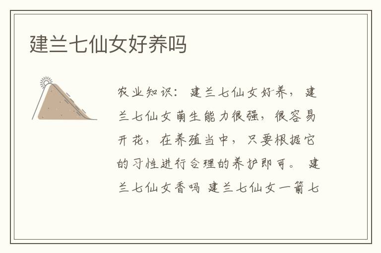 建兰七仙女好养吗